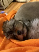 Milo, a male Shorkie for sale in Graham, NC – 3 of 3