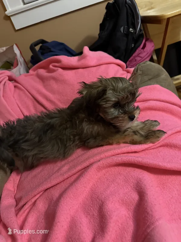 Milo – Shorkie puppy for sale in Graham, NC