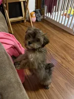 Milo, a male Shorkie for sale in Graham, NC – 2 of 3
