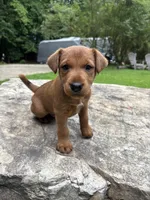 Carl , a male Irish Terrier for sale in Sanford, NC – 5 of 8