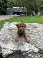Carl , a male Irish Terrier for sale in Sanford, NC – 1 of 8