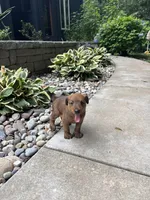 Wilhemina, a female Irish Terrier for sale in Sanford, NC – 5 of 9