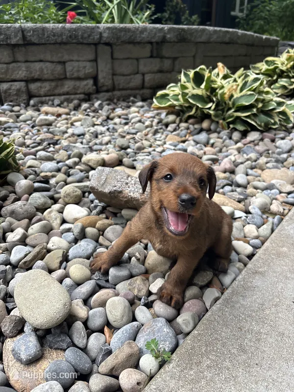 Wilhemina – Irish Terrier puppy for sale in Sanford, NC