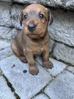 Wilhemina, a female Irish Terrier for sale in Sanford, NC – 2 of 9
