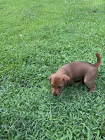 Wilhemina, a female Irish Terrier for sale in Sanford, NC – 6 of 9