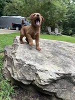 Carl , a male Irish Terrier for sale in Sanford, NC – 6 of 8