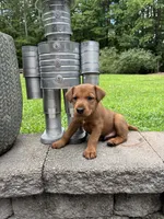 Carl , a male Irish Terrier for sale in Sanford, NC – 4 of 8