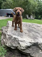 Carl , a male Irish Terrier for sale in Sanford, NC – 3 of 8