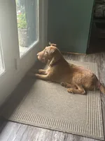 Wilhemina, a female Irish Terrier for sale in Sanford, NC – 8 of 9