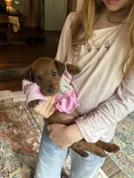 Wilhemina, a female Irish Terrier for sale in Sanford, NC – 3 of 9
