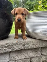 Carl , a male Irish Terrier for sale in Sanford, NC – 2 of 8