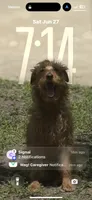 Wilhemina, a female Irish Terrier for sale in Sanford, NC – 9 of 9