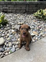 Wilhemina, a female Irish Terrier for sale in Sanford, NC – 7 of 9