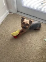 Lucky, a male Yorkipoo and Chihuahua for sale in Raleigh, NC – Photo 3 of 4