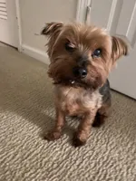 Lucky, a male Yorkipoo and Chihuahua for sale in Raleigh, NC – Photo 4 of 4