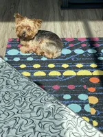 Lucky, a male Yorkipoo and Chihuahua for sale in Raleigh, NC – Photo 2 of 4