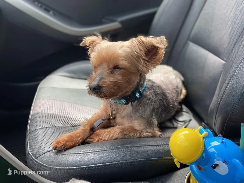 Lucky – Yorkipoo, Chihuahua puppy for sale in Raleigh, NC