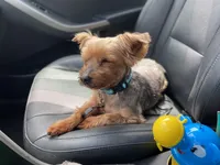 Lucky, a male Yorkipoo and Chihuahua for sale in Raleigh, NC – Photo 1 of 4