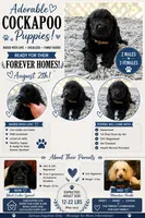  Brownie, a male Cockapoo for sale in Greenwood, SC – 4 of 4
