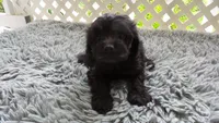 female on white collar Pearl , a female Cockapoo for sale in Greenwood, SC – 3 of 3