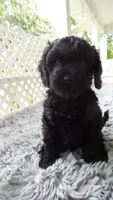 purple collar Parker, a male Cockapoo for sale in Greenwood, SC – 2 of 4