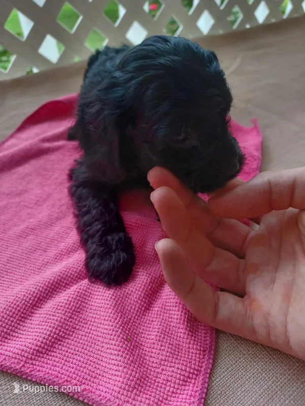 female #1  pink  – Cockapoo puppy for sale in Greenwood, SC