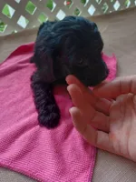 female #1  pink , a female Cockapoo for sale in Greenwood, SC – 1 of 1
