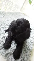 purple collar Parker, a male Cockapoo for sale in Greenwood, SC – 3 of 4