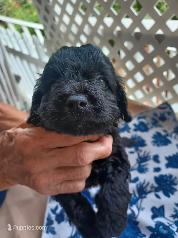 female #3 – Cockapoo puppy for sale in Greenwood, SC