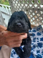 female #3, a female Cockapoo for sale in Greenwood, SC – 1 of 1