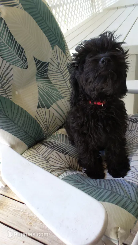 female # 3  ready to go to new home – Cockapoo puppy for sale in Hodges, SC