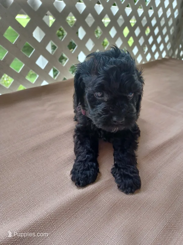 purple collar – Cockapoo puppy for sale in Greenwood, SC