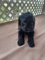 purple collar, a male Cockapoo for sale in Greenwood, SC – 1 of 1