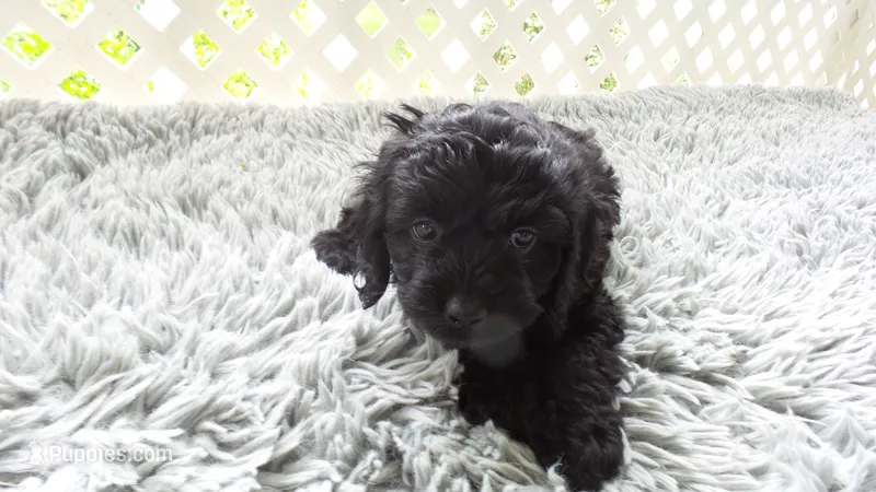 female #1  pink Rosie  – Cockapoo puppy for sale in Greenwood, SC