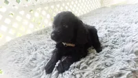  Brownie, a male Cockapoo for sale in Greenwood, SC – 3 of 4