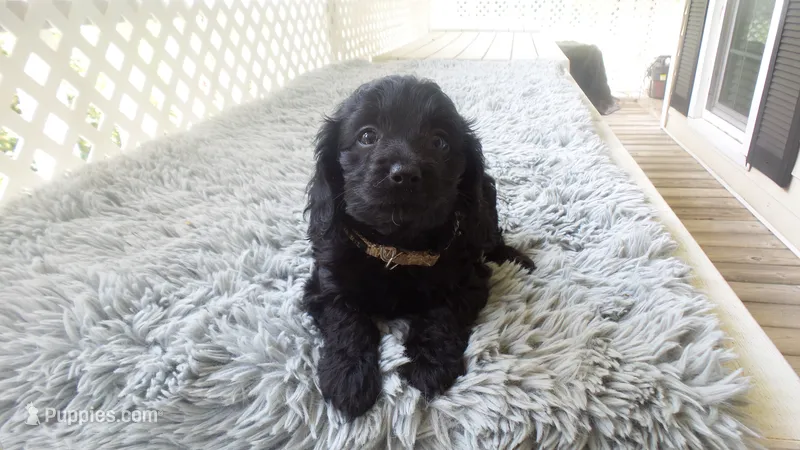  Brownie – Cockapoo puppy for sale in Greenwood, SC