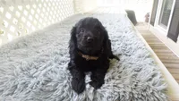  Brownie, a male Cockapoo for sale in Greenwood, SC – 1 of 4