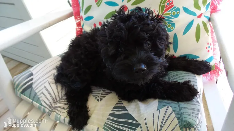 female #1   ready to go to new home – Cockapoo puppy for sale in Hodges, SC