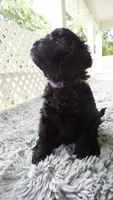 purple collar Parker, a male Cockapoo for sale in Greenwood, SC – 4 of 4
