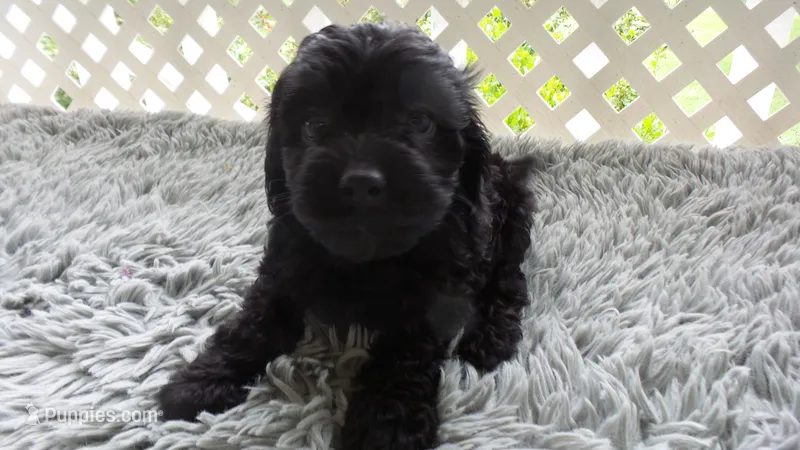 female # 3 Millie – Cockapoo puppy for sale in Greenwood, SC