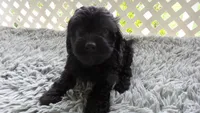 female # 3 Millie, a female Cockapoo for sale in Greenwood, SC – 1 of 2