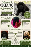 female #1  pink Rosie , a female Cockapoo for sale in Greenwood, SC – 3 of 3