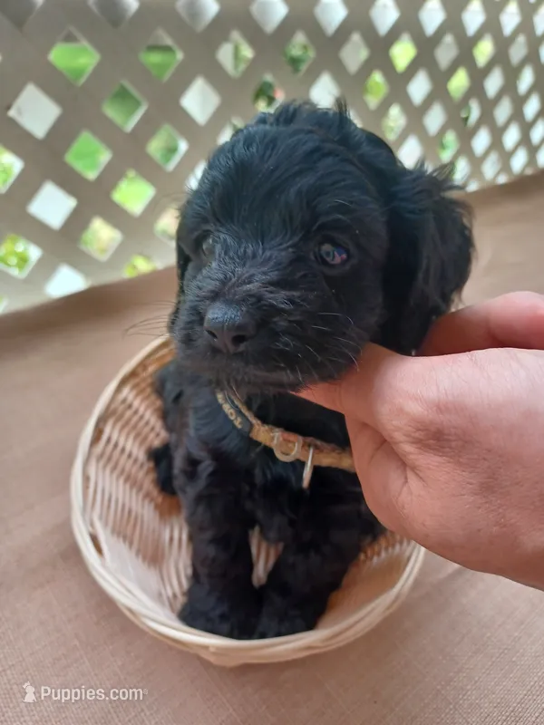 brown collar – Cockapoo puppy for sale in Greenwood, SC
