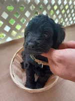 brown collar, a male Cockapoo for sale in Greenwood, SC – 1 of 1