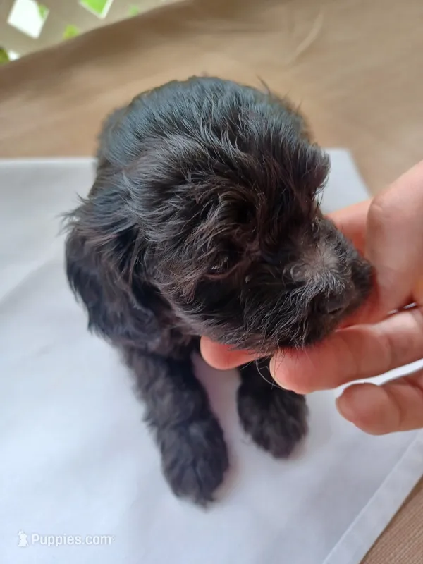 female on white cloth – Cockapoo puppy for sale in Greenwood, SC
