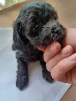 female on white cloth, a female Cockapoo for sale in Greenwood, SC – 2 of 2