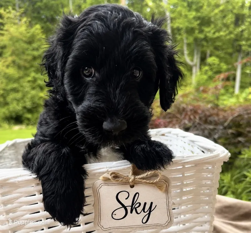 Sky  – English Goldendoodle puppy for sale in Odessa, NY