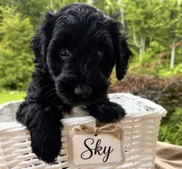 Sky , a female English Goldendoodle for sale in Odessa, NY – 1 of 6