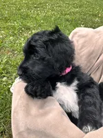 Sky , a female English Goldendoodle for sale in Odessa, NY – 6 of 6