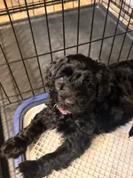 Sky , a female English Goldendoodle for sale in Odessa, NY – 5 of 6